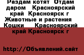 Раздам котят. Отдам даром - Красноярский край, Красноярск г. Животные и растения » Кошки   . Красноярский край,Красноярск г.